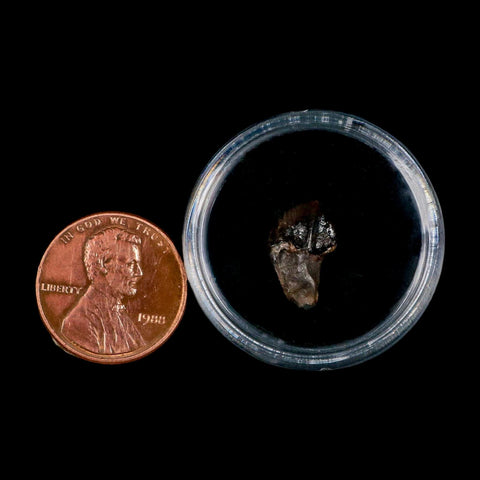 0.5" Triceratops Fossil Crown Tooth Hell Creek FM Cretaceous Dinosaur MT COA