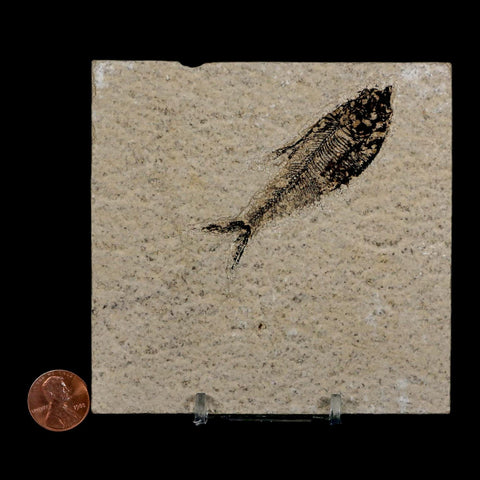 2.9" Diplomystus Dentatus Fossil Fish Green River FM WY Eocene Age COA, Stand