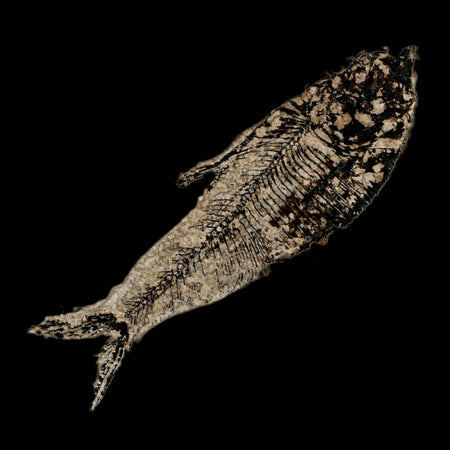 2.9" Diplomystus Dentatus Fossil Fish Green River FM WY Eocene Age COA, Stand