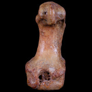 2.1" Extinct Cave Bear Ursus Spelaeus Hand Paw Bone Pleistocene Age Romania COA