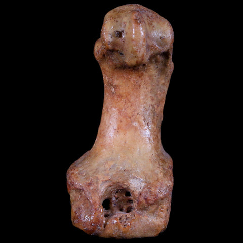 2.1" Extinct Cave Bear Ursus Spelaeus Hand Paw Bone Pleistocene Age Romania COA - Fossil Age Minerals