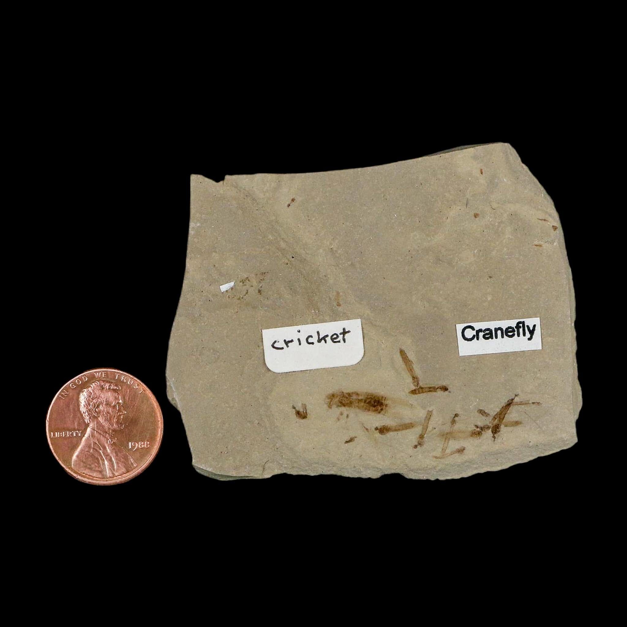 Fossil Cricket And Crane Flies Insect Green River FM Uintah County UT Eocene Age - Fossil Age Minerals