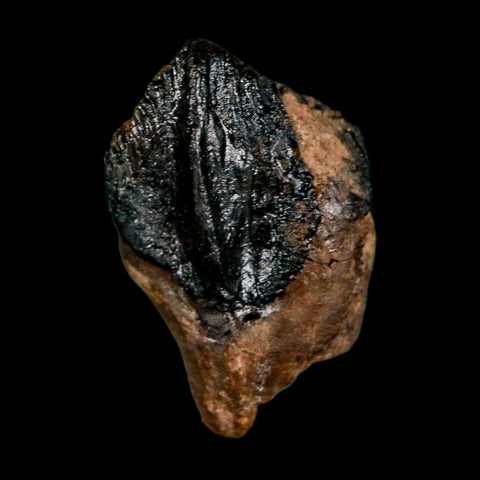 0.7" Triceratops Fossil Crown Tooth Hell Creek FM Cretaceous Dinosaur MT COA