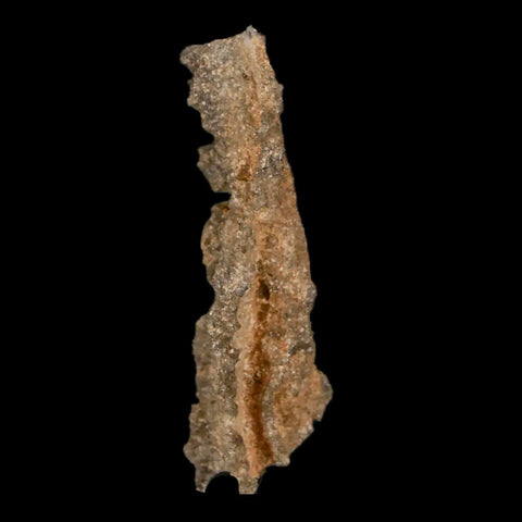 2" Fulgurite Petrified Lighting Strike Glass Sahara Desert Algeria - Fossil Age Minerals