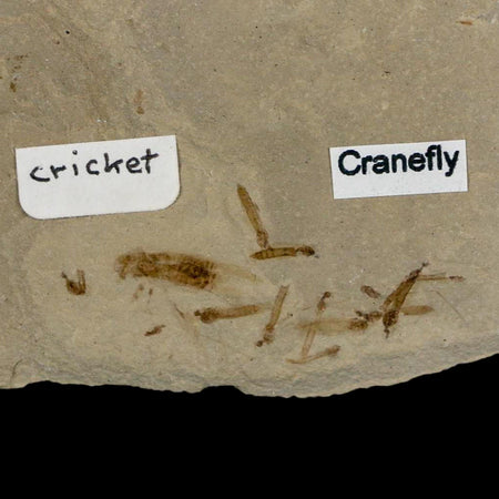 Fossil Cricket And Crane Flies Insect Green River FM Uintah County UT Eocene Age