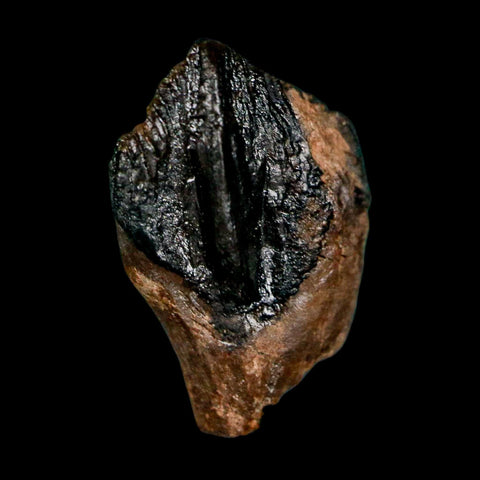 0.7" Triceratops Fossil Crown Tooth Hell Creek FM Cretaceous Dinosaur MT COA