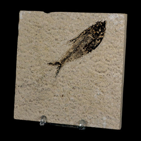 2.9" Diplomystus Dentatus Fossil Fish Green River FM WY Eocene Age COA, Stand