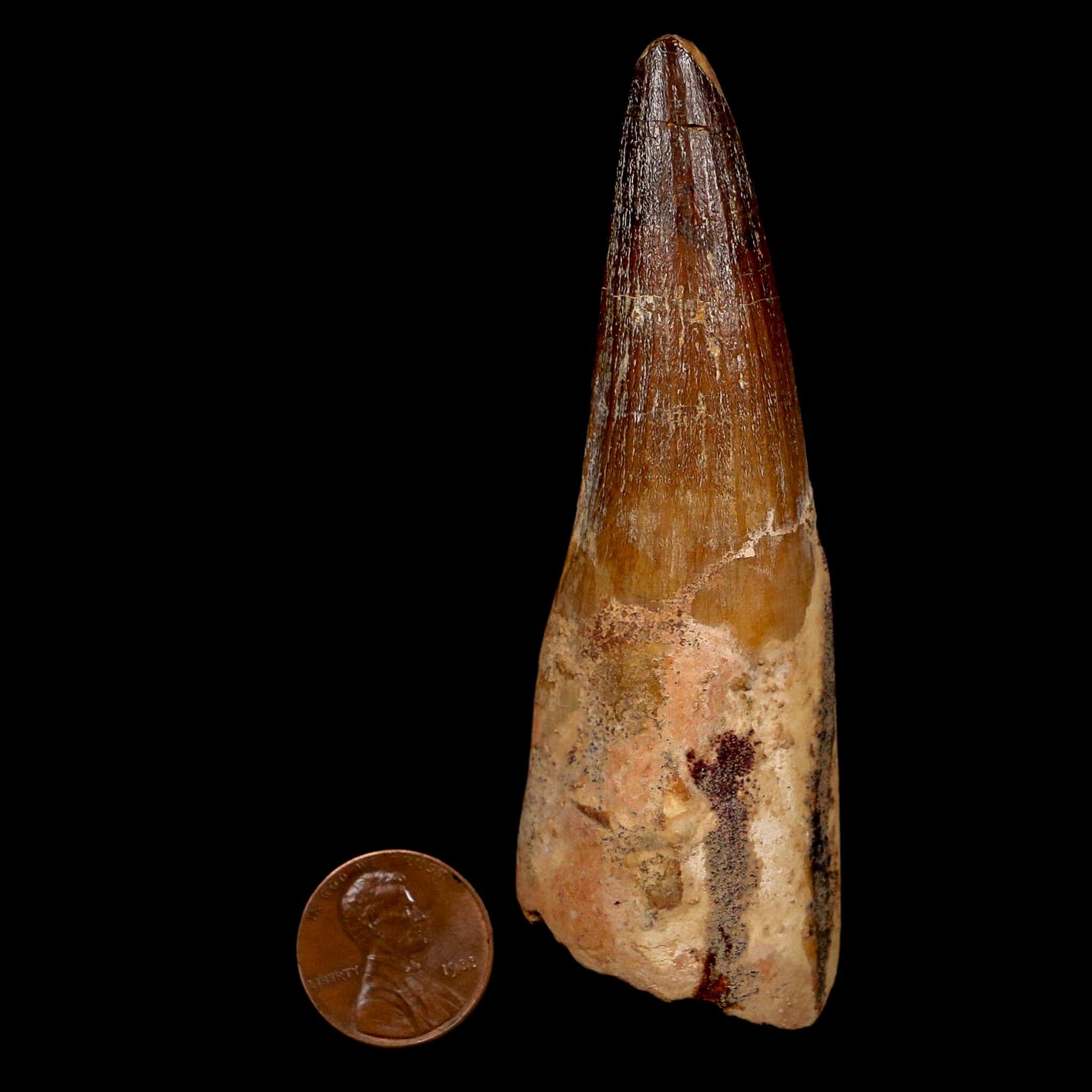 XL 3.7" Spinosaurus Fossil Tooth 100 Million Years Old Cretaceous Dinosaur COA