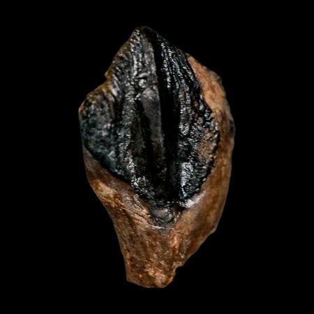 0.7" Triceratops Fossil Crown Tooth Hell Creek FM Cretaceous Dinosaur MT COA