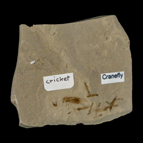 Fossil Cricket And Crane Flies Insect Green River FM Uintah County UT Eocene Age - Fossil Age Minerals