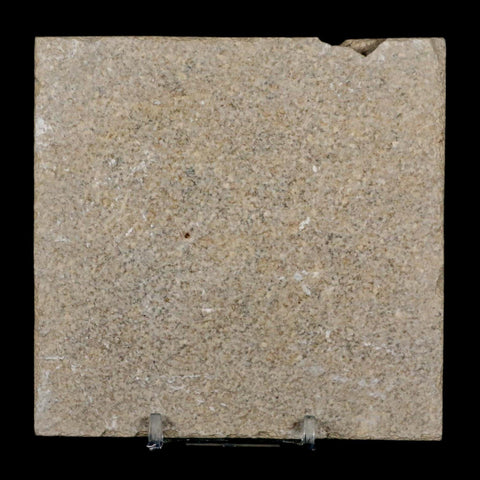 2.9" Diplomystus Dentatus Fossil Fish Green River FM WY Eocene Age COA, Stand