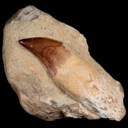 4.3" Mosasaur Prognathodon Fossil Tooth Rooted Cretaceous Dinosaur Era COA