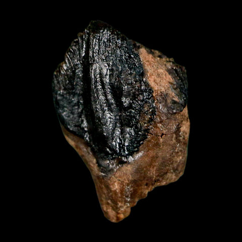 0.7" Triceratops Fossil Crown Tooth Hell Creek FM Cretaceous Dinosaur MT COA