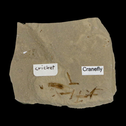 Fossil Cricket And Crane Flies Insect Green River FM Uintah County UT Eocene Age - Fossil Age Minerals
