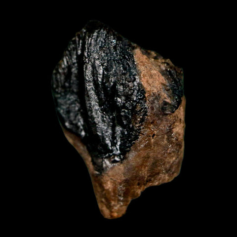 0.7" Triceratops Fossil Crown Tooth Hell Creek FM Cretaceous Dinosaur MT COA