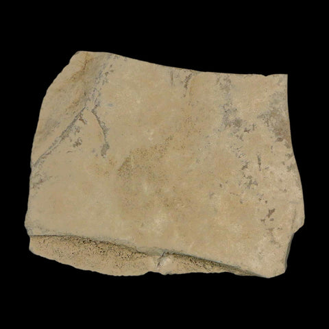 Fossil Cricket And Crane Flies Insect Green River FM Uintah County UT Eocene Age - Fossil Age Minerals
