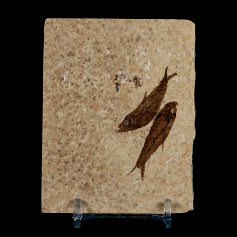 2 Two Knightia Eocaena Fossil Fish Green River FM Wyoming Eocene Age COA & Stand