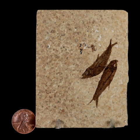 2 Two Knightia Eocaena Fossil Fish Green River FM Wyoming Eocene Age COA & Stand