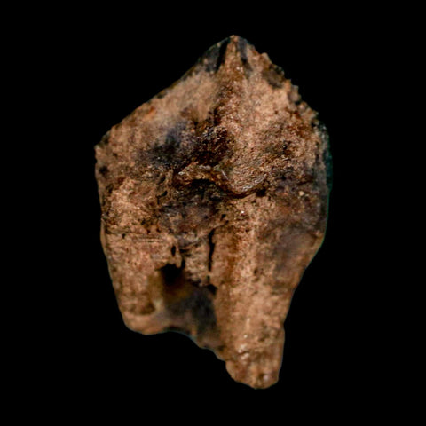 0.7" Triceratops Fossil Crown Tooth Hell Creek FM Cretaceous Dinosaur MT COA