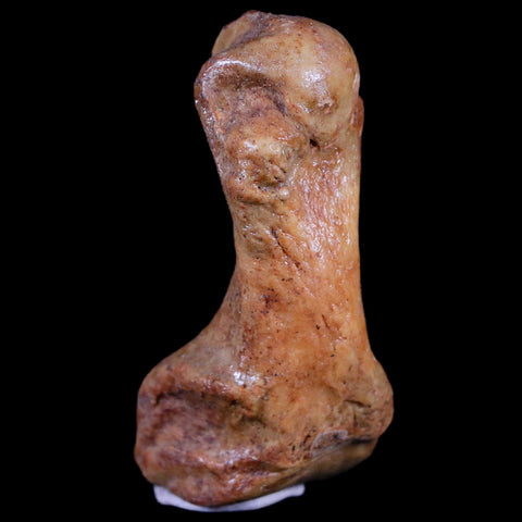 2.1" Extinct Cave Bear Ursus Spelaeus Hand Paw Bone Pleistocene Age Romania COA - Fossil Age Minerals