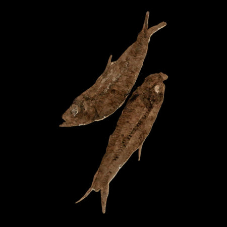 2 Two Knightia Eocaena Fossil Fish Green River FM Wyoming Eocene Age COA & Stand