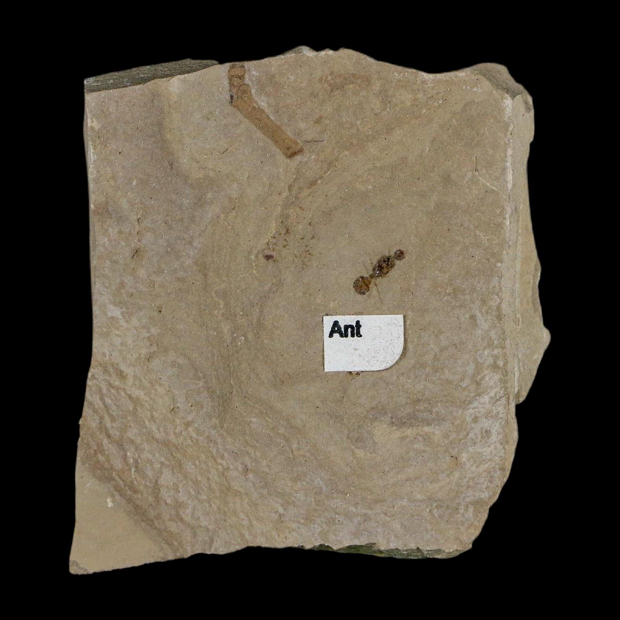0.3" Fossil Ant Insect Green River Formation Uintah County Utah Eocene Age - Fossil Age Minerals