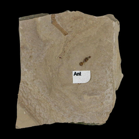 0.3" Fossil Ant Insect Green River Formation Uintah County Utah Eocene Age