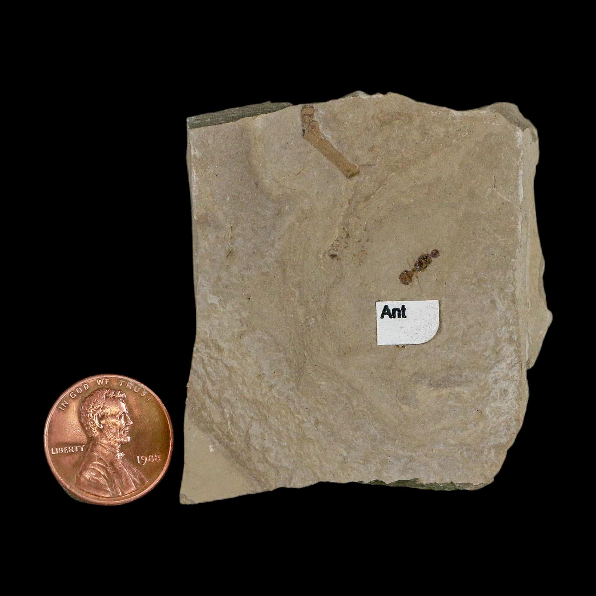 0.3" Fossil Ant Insect Green River Formation Uintah County Utah Eocene Age - Fossil Age Minerals
