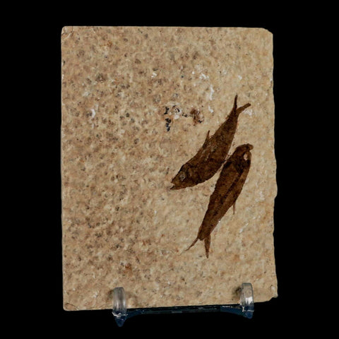 2 Two Knightia Eocaena Fossil Fish Green River FM Wyoming Eocene Age COA & Stand