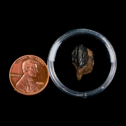 0.7" Triceratops Fossil Crown Tooth Hell Creek FM Cretaceous Dinosaur MT COA