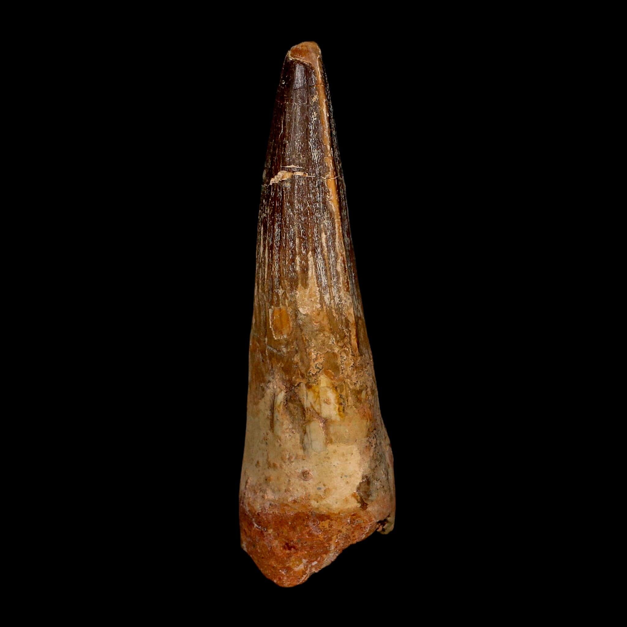 XL 3.7" Spinosaurus Fossil Tooth 100 Million Years Old Cretaceous Dinosaur COA
