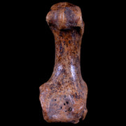 2" Extinct Cave Bear Ursus Spelaeus Hand Paw Bone Pleistocene Age Romania COA