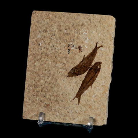 2 Two Knightia Eocaena Fossil Fish Green River FM Wyoming Eocene Age COA & Stand