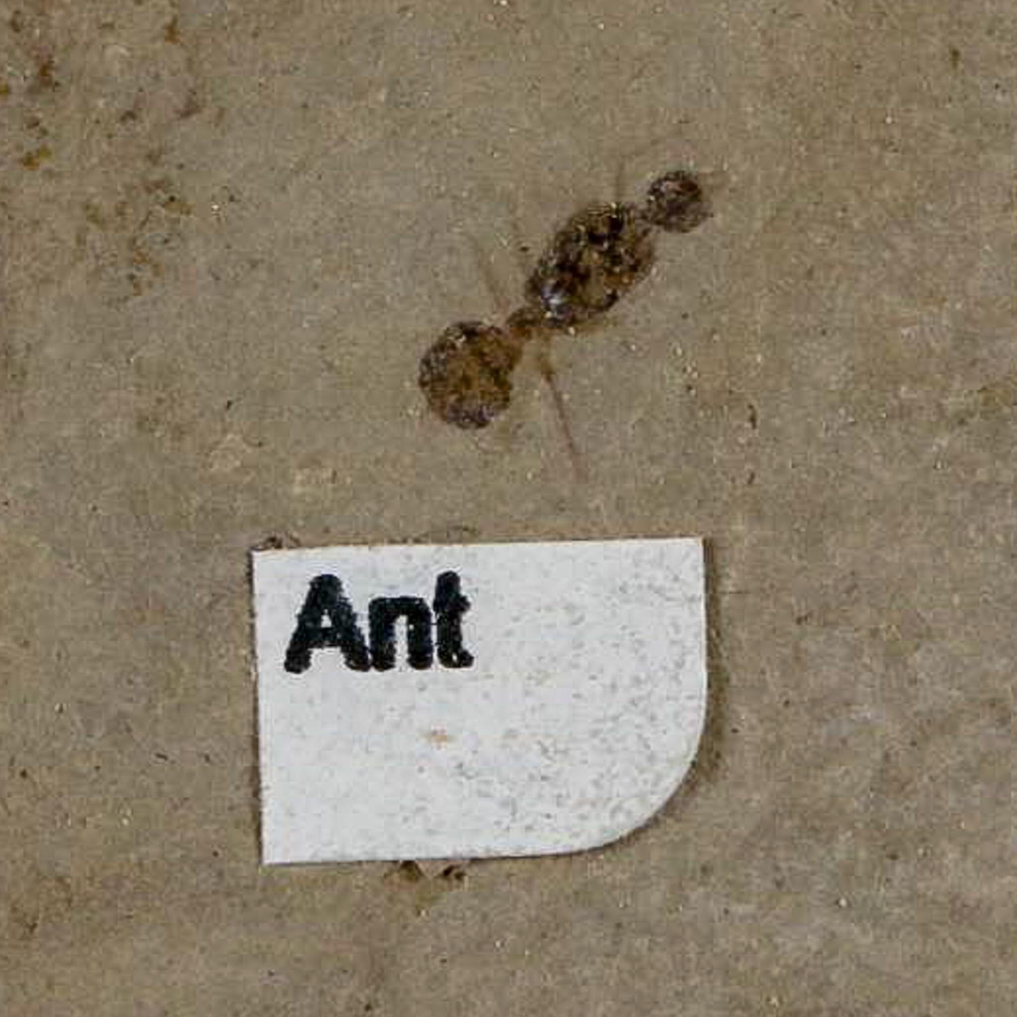 0.3" Fossil Ant Insect Green River Formation Uintah County Utah Eocene Age - Fossil Age Minerals