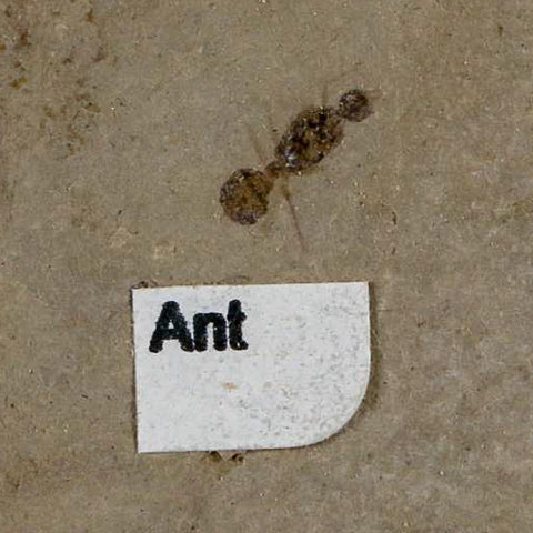 0.3" Fossil Ant Insect Green River Formation Uintah County Utah Eocene Age - Fossil Age Minerals