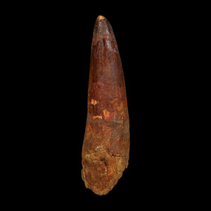 XL 4