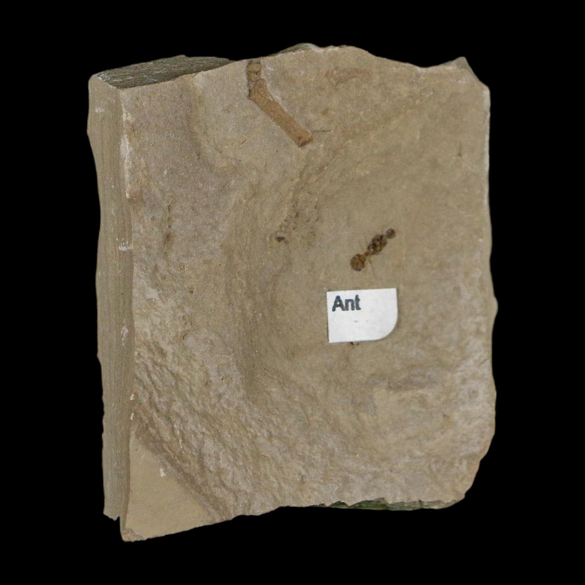 0.3" Fossil Ant Insect Green River Formation Uintah County Utah Eocene Age - Fossil Age Minerals