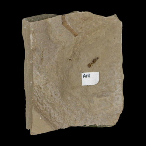 0.3" Fossil Ant Insect Green River Formation Uintah County Utah Eocene Age - Fossil Age Minerals