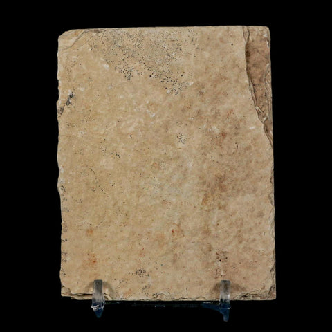 2 Two Knightia Eocaena Fossil Fish Green River FM Wyoming Eocene Age COA & Stand