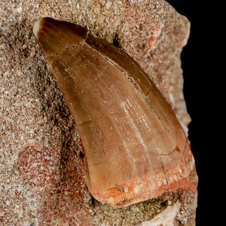 1.2" Mosasaur Baugei Fossil Tooth In Matrix Late Cretaceous Dinosaur Era COA