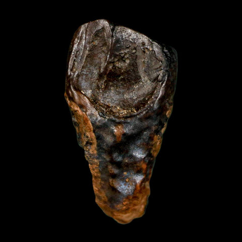 XL 0.8" Triceratops Fossil Tooth Hell Creek FM Cretaceous Dinosaur MT COA Display