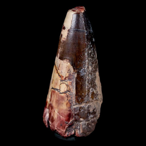 2.2" Sarcosuchus Imperator Crocodile Fossil Tooth Elrhaz FM Cretaceous Niger COA