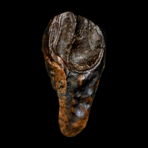 XL 0.8" Triceratops Fossil Tooth Hell Creek FM Cretaceous Dinosaur MT COA Display