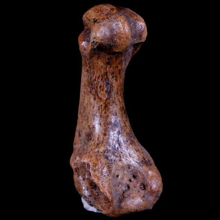 2" Extinct Cave Bear Ursus Spelaeus Hand Paw Bone Pleistocene Age Romania COA
