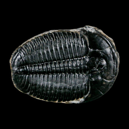 1.6" Elrathia Kingi Trilobite Fossil Utah Cambrian Age 521 Million Years Old COA