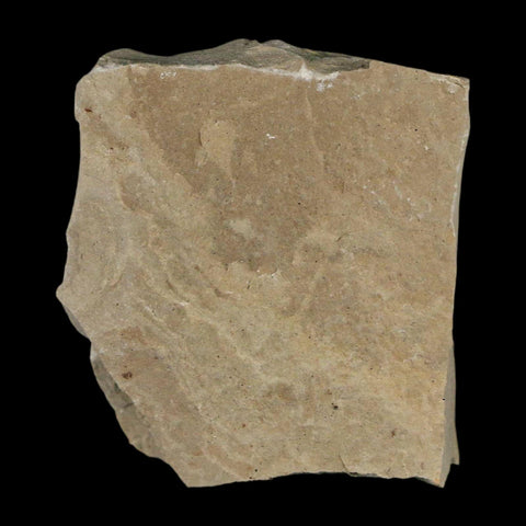 0.3" Fossil Ant Insect Green River Formation Uintah County Utah Eocene Age - Fossil Age Minerals