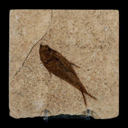 2.8" Diplomystus Dentatus Fossil Fish Green River FM WY Eocene Age COA, Stand