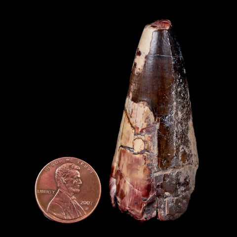 2.2" Sarcosuchus Imperator Crocodile Fossil Tooth Elrhaz FM Cretaceous Niger COA