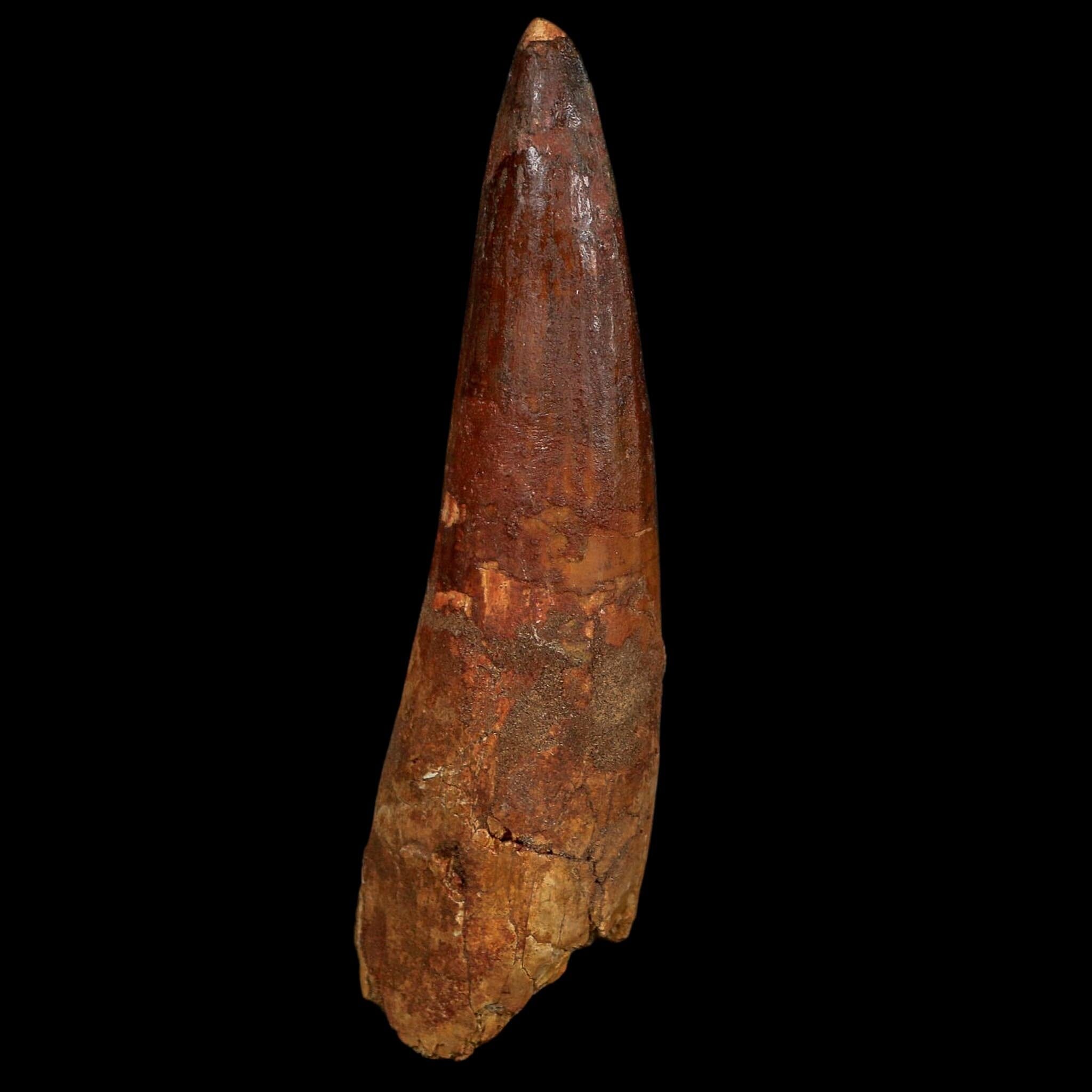 XL 4" Spinosaurus Fossil Tooth 100 Million Years Old Cretaceous Dinosaur COA
