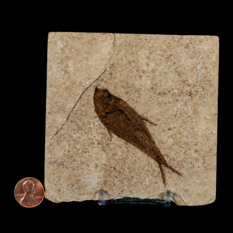 2.8" Diplomystus Dentatus Fossil Fish Green River FM WY Eocene Age COA, Stand